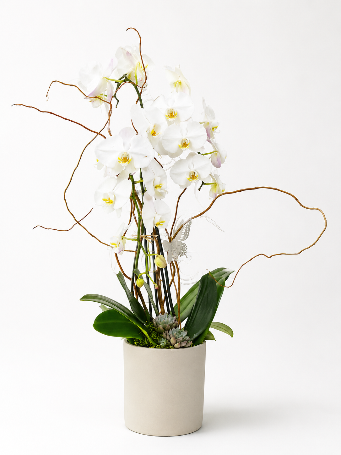 Elegant Orchid
