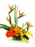 Colorful floral arrangement with bird of paradise, orange daisies, orange tulips and yellow lilies on a white background